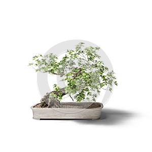 Decorative bonsai tree plant concrete pot isolated on white