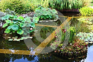 Decorative botanical garden pond with sections separated with connrete barriers and circular islands, two with aquatic plants