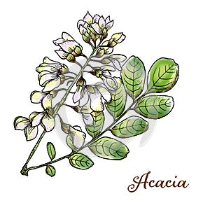 Decorative botanical hand-drawn watercolor Acacia blossoms and leaves