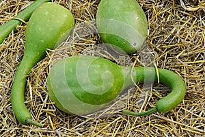 Decorative bottle gourd, also called Calabash, latin name Lagenaria Siceraria varieta Clavata