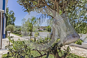 Decorative bottle hanging on a tree photo