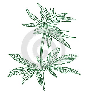 Decorative branch of Green hemp with leaves