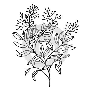 Decorative branch with leaves. Vector stock illustration eps10. Isolate on white background, outline, hand drawing.