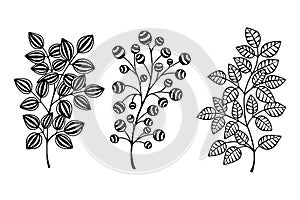 Decorative branch with leaves. Vector stock illustration eps10. Isolate on white background, outline, hand drawing.