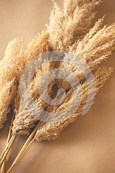 Decorative Branches Of Pampas Grass Set On The Floor