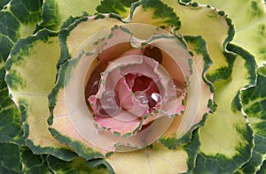 Decorative brassica plant with rain drops