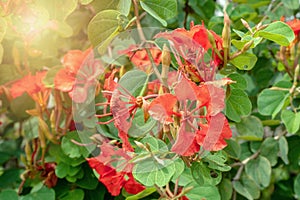 Decorative brick red flowers Bauhinia galpinii tree Red Orchid Bush with hoofed petals and green leaves flowering in summer on