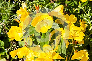 Decorative bright yellow flowers `Enotera`