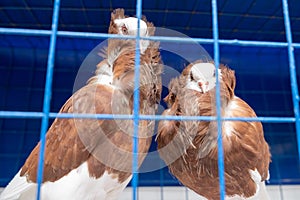 Decorative brown pigeons in a cage.