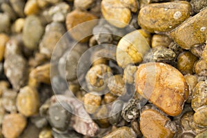 Decorative building stones. Sea â€‹â€‹stones
