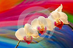 Decorative bunch of white translucent phalaenopsis blume orchids with colorful abstract background 