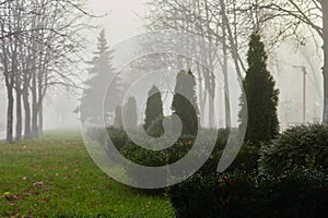 Decorative bush in the mist of a city park on an autumn morning