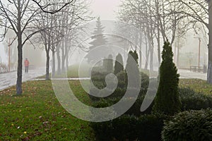 Decorative bush in the mist of a city park on an autumn morning