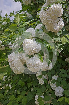 Decorative bush Viburnum with white flowers - snowball tree in garden . Close up of white hydrangea . The flower of a