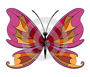 Decorative butterfly with colorful wings in flat linear style isolated on white isolated on white