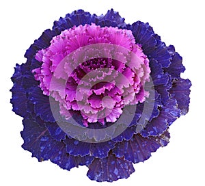 Decorative Cabbage