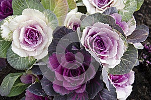 Decorative cabbage, Brassica oleracea