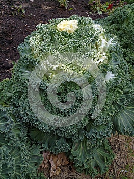 Decorative cabbage - Brassica oleracea