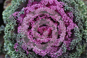 Decorative cabbage Brassica oleracea var. acephala as texture or background.