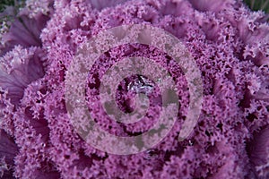 Decorative cabbage with dew drops or rain. Close-up, bright colors. Structure