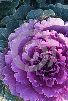 Decorative cabbage with dew drops or rain. Close-up, bright colors. Structure