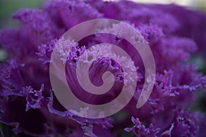 decorative cabbage flowers