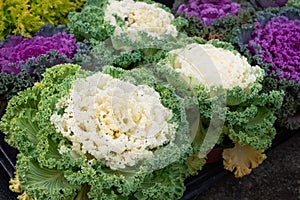 Decorative cabbage flowers brassica oleracea plants nursery garden