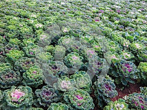 Decorative cabbage or kale