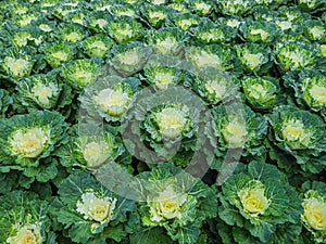 Decorative cabbage or kale