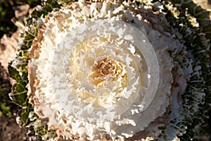 Decorative cabbage seedlings planted in a garden