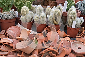 Decorative cactus collection with potsherds