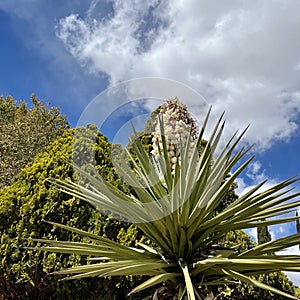 Decorative Cactus Plant, Las Vegas, Nevada, USA