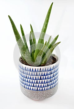 Decorative cactus in a pot