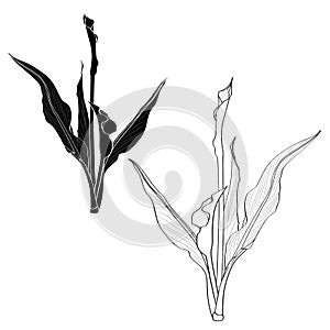 Decorative callas lilies with leaves. Line black and white flowers set, design elements.