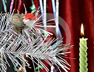 Decorative candle and birdy