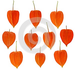 Decorative cape gooseberry set