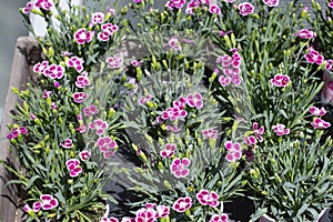 Decorative carnation Dianthus pink cute small flower with white border blossom