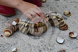 Decorative caterpillar made of bivalve seashells on concrete beach molo, small girl hand adding final shells