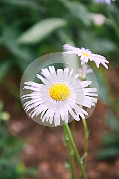 Decorative chamomile flower