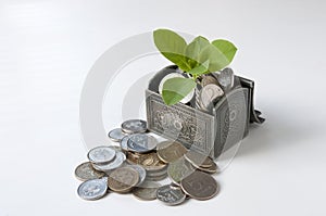 In the decorative chest with coins rose plant