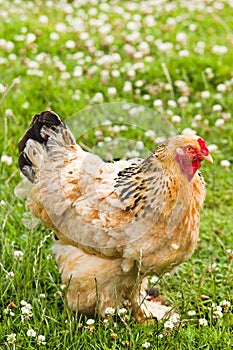 Decorative chicken in field