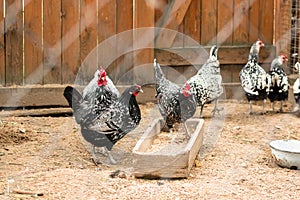 Decorativo gallinas de en blanco y negro caminando en guarnición 