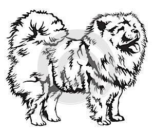 Decorative Chow Chow vector illustration