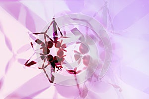 Decorative christmas star ornament, blurred selectiv pink background. Copy space, for background use