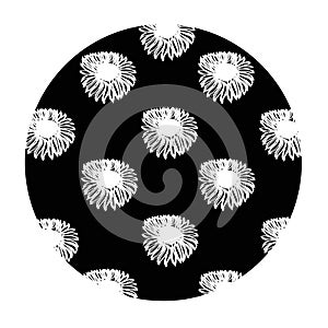 Decorative circle with white astray flowers on a black background for your designs and ideas