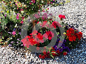 Decorative colorful flowers in gravel - petunias