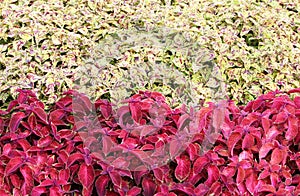 Decorative colorful leaves Plectranthus scutellarioides Coleus blumeii