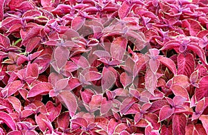 Decorative colorful leaves Plectranthus scutellarioides Coleus blumeii