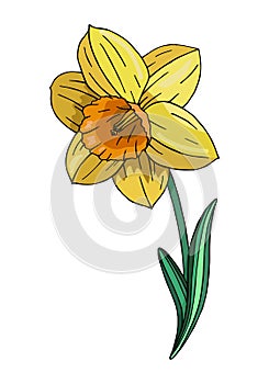 Decorative colorful Narcissus