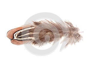 Decorative colorful pheasant bird feather isolated on the white background